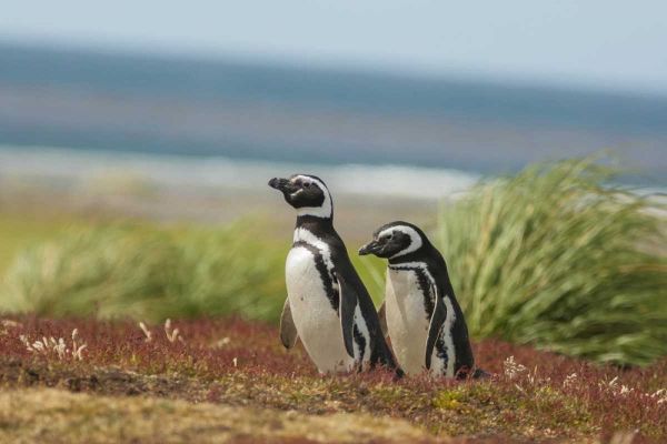 Sea Lion Island Two Magellanic penguins